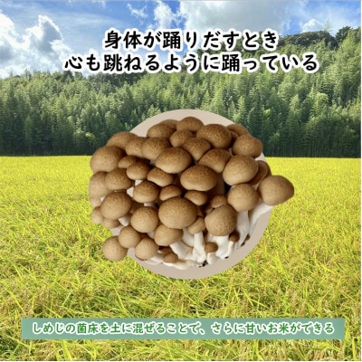 【毎月定期便】心と身体が踊りだす栽培期間中出来るだけ農薬を減らして作る「かすみ米」玄米5kg全12回