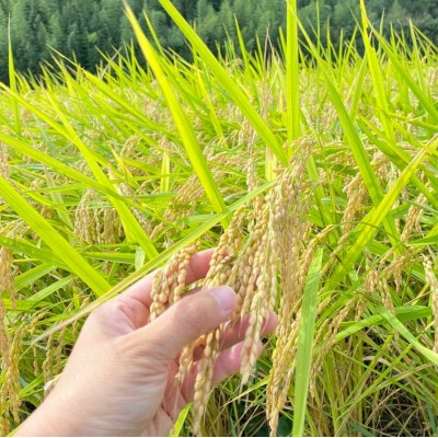 【毎月定期便】心と身体が踊りだす栽培期間中出来るだけ農薬を減らして作る「かすみ米」玄米5kg全12回