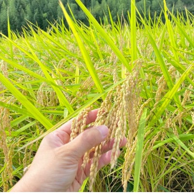 【毎月定期便】栽培期間出来るだけ農薬を減らして作る「かすみ米」白米10kg全12回