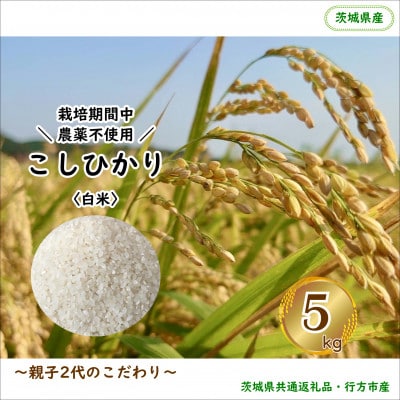【毎月定期便】【栽培期間中農薬不使用】こしひかり白米5kg茨城県共通返礼品・行方市産全12回