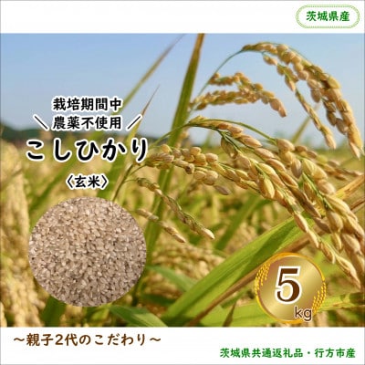 【毎月定期便】【栽培期間中農薬不使用】こしひかり玄米5kg茨城県共通返礼品・行方市産全12回