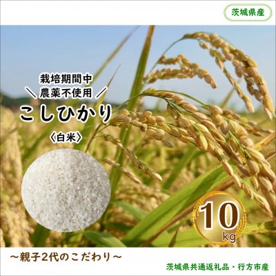 【毎月定期便】【栽培期間中農薬不使用】こしひかり白米10kg茨城県共通返礼品・行方市産全12回