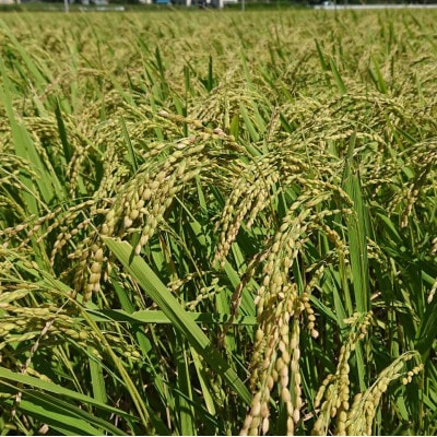 【毎月定期便】【栽培期間中農薬不使用】こしひかり白米10kg茨城県共通返礼品・行方市産全12回