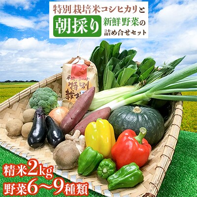 【令和5年産】特別栽培米コシヒカリ精米2kgと朝採り新鮮野菜の詰め合せセット