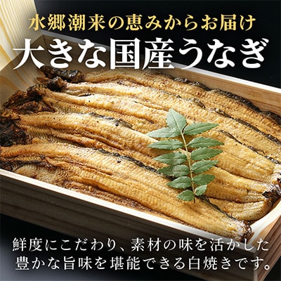 増田川魚店のうなぎ白焼【大5本】
