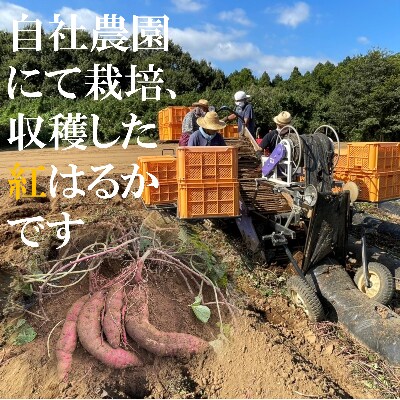 【芋屋久兵衛】が自社農園で育てた さつまいも 紅はるか S・Mサイズ混合 5kg箱入り
