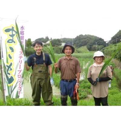 【第1回マコモサミット開催地】潮来産マコモダケ1.0kg(10本程度)