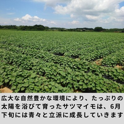 【毎月定期便】訳あり!サイズ不揃いS～3L冷凍焼き芋 紅はるか約3キロ全12回
