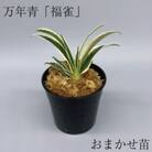 万年青(おもと) 福雀