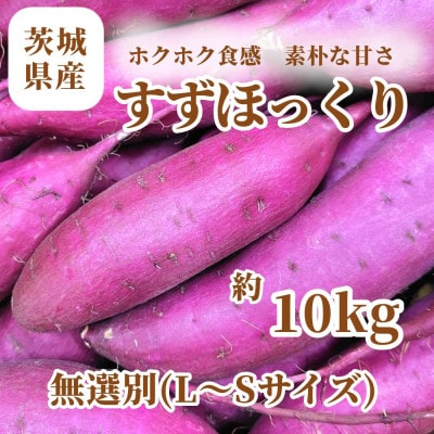 さつまいも　すずほっくり　約10kg　無選別(L～Sサイズ)