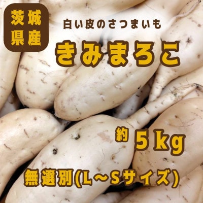 さつまいも きみまろこ 約5kg 無選別(L~Sサイズ)