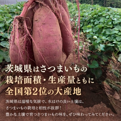 さつまいも きみまろこ 約5kg 無選別(L~Sサイズ)