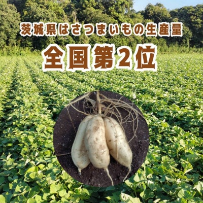 さつまいも きみまろこ 約5kg 無選別(L~Sサイズ)