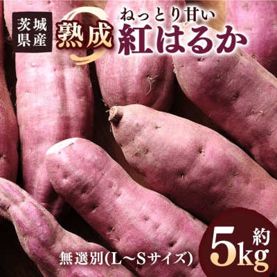 さつまいも　熟成紅はるか　約5kg(5kg以内)　無選別(L～Sサイズ)