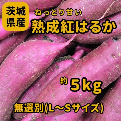 さつまいも　熟成紅はるか　約5kg(5kg以内)　無選別(L～Sサイズ)