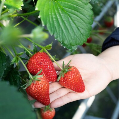 【2024年12月下旬より順次発送】寒蜜いちご紅ほっぺ3Lサイズ以上　4パック(約300g×4)