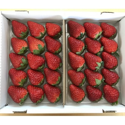 【2024年12月下旬より順次発送】寒蜜いちご紅ほっぺ大粒　4パック(約300g×4)