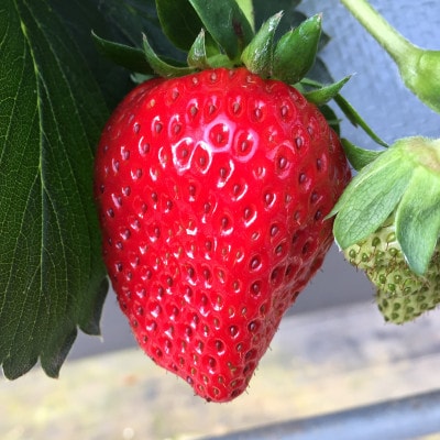 【2024年12月下旬より順次発送】寒蜜いちご紅ほっぺ大粒　4パック(約300g×4)