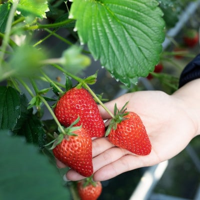 【2024年12月下旬より順次発送】寒蜜いちご紅ほっぺ大粒　4パック(約300g×4)