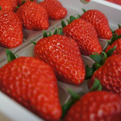 【2025年2月上旬より順次発送】寒蜜いちご紅ほっぺ3Lサイズ以上　4パック(約300g×4)