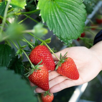 【2025年2月上旬より順次発送】寒蜜いちご紅ほっぺ3Lサイズ以上　4パック(約300g×4)