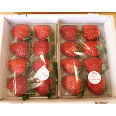 【2025年2月上旬より順次発送】寒蜜いちご紅ほっぺ3Lサイズ以上　4パック(約300g×4)
