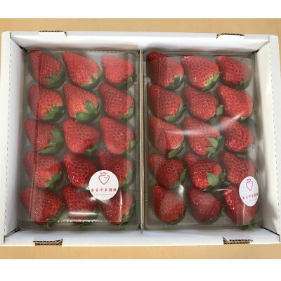 【2025年2月上旬より順次発送】寒蜜いちご紅ほっぺ大粒　4パック(約300g×4)