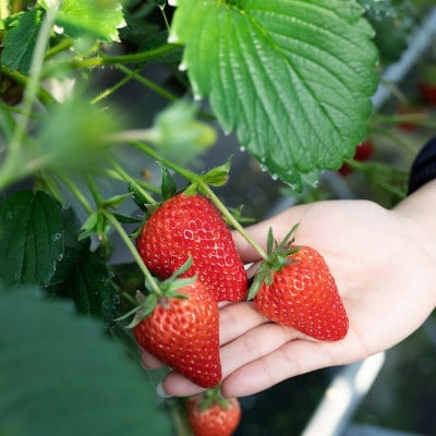 【2025年2月上旬より順次発送】寒蜜いちご紅ほっぺ大粒　4パック(約300g×4)