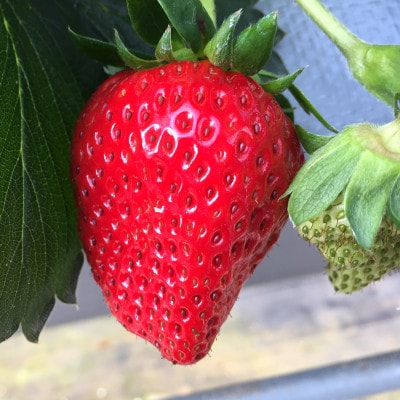 【2025年2月上旬より順次発送】寒蜜いちご紅ほっぺ大粒　4パック(約300g×4)
