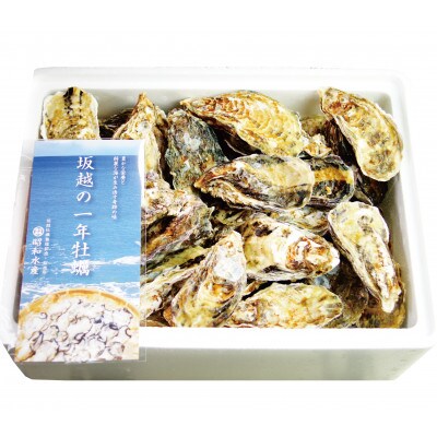 坂越かき　殻付き42～48個
