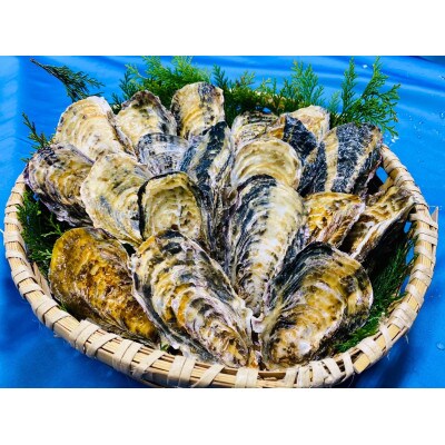 坂越かき　殻付き42～48個