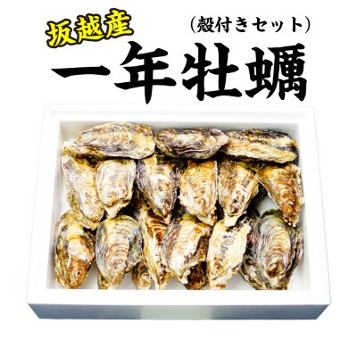 坂越かき 殻付き 25個～30個　メス付