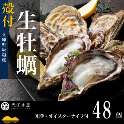 【生食OK】坂越かき 殻付き生牡蠣 48個 軍手・オイスターナイフ付き