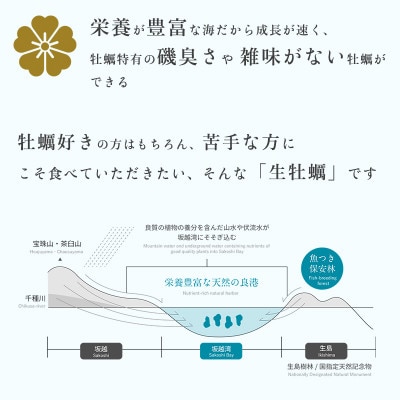 【生食OK】坂越かき 殻付き生牡蠣 60個 軍手・オイスターナイフ付き