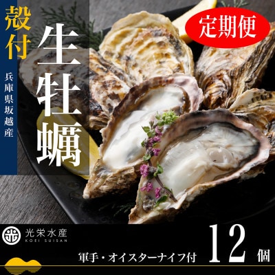 【発送月固定定期便】生食OK 坂越かき 殻付き牡蠣 12個 軍手・オイスターナイフ付全3回