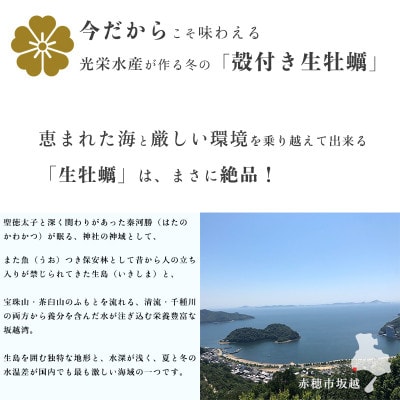 【発送月固定定期便】2ヶ月連続お届け 坂越かき 殻付き生牡蠣 24個 軍手・オイスターナイフ付全2回