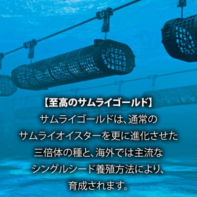 サムライゴールド　坂越産　殻付き生牡蠣　30個
