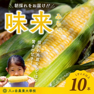 【2026年先行予約】朝採れ直送 フルーツのような甘さ『皮付き』生とうもろこし10本