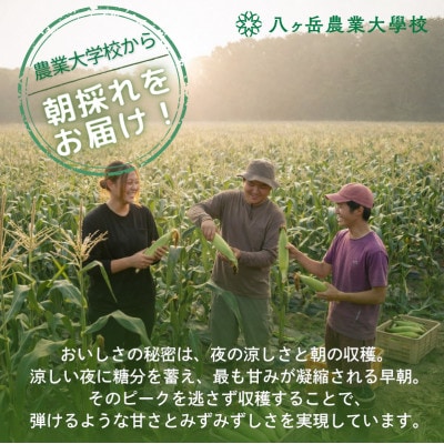 【2026年先行予約】朝採れ直送 フルーツのような甘さ『皮付き』生とうもろこし10本
