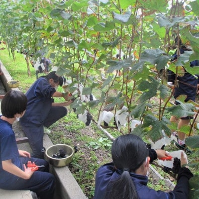 15歳の中学生が日本一美しい村でつくった「原中ワイン」