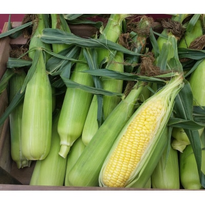 【先行受付】朝採りとうもろこし10本～15本(約4kg)