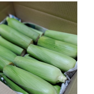 【先行受付】朝採りとうもろこし10本～15本(約4kg)