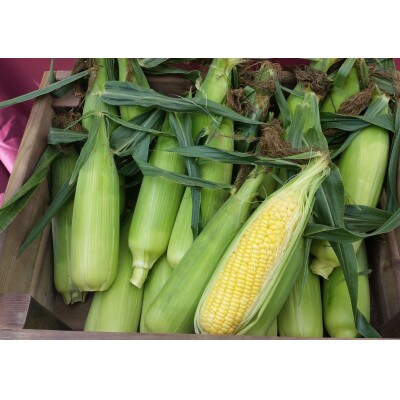 朝採りとうもろこし10本～15本前後(約4kg)