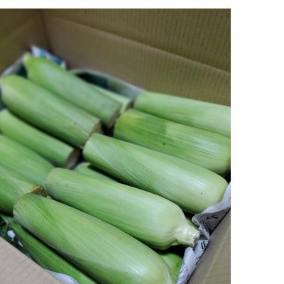 朝採りとうもろこし10本～15本前後(約4kg)