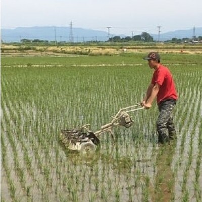 【令和6年産・玄米】ecofarmすがわらの合鴨農法有機JAS認証つや姫10kg PS5-002