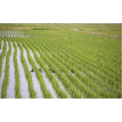 【令和6年産・玄米】ecofarmすがわらの合鴨農法有機JAS認証雪若丸5kg PS5-010