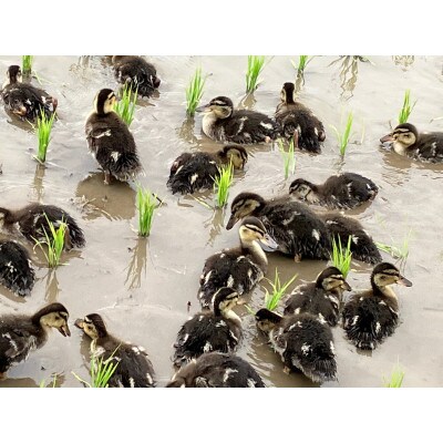 【令和6年産・精米】ecofarmすがわらの合鴨農法 有機JAS認証 雪若丸27kg　PS5-017