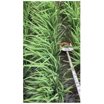 【令和6年産・精米】ecofarmすがわらの合鴨農法 有機JAS認証 雪若丸27kg　PS5-017