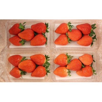 庄内砂丘のいちご8パック ※2026年1月中旬頃～順次配送