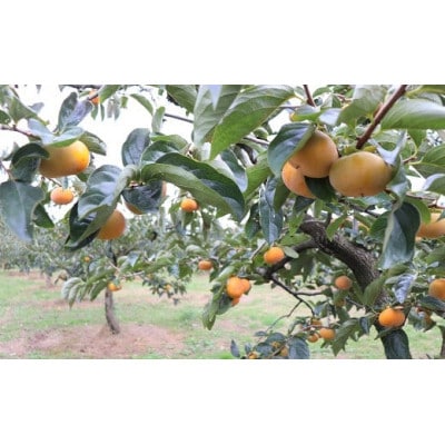 庄内柿の干柿 10パック※1月上旬～3月発送(HS4-071)